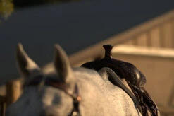 High Horse Daisetta Cordura Trail Saddle By Circle Y -Marys Tack and Feed Store Daisetta Pommel Front 63940.1600204660