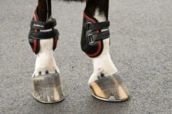 EquiFit AmpTeq Hind Boots With Color Binding 10 EquiFit AmpTeq Hind Boots With Color Binding -Marys Tack and Feed Store ampteqwithred 55711 81780.1595614807