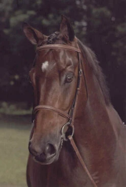 Arc De Triomphe Imperial Snaffle Bridle