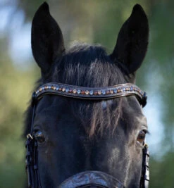 Halter Ego Aspen Rolled Snaffle Bridle -Marys Tack and Feed Store aspen rolled snaffle brn taupe browband ASPEN halter ego 39142.1682612610