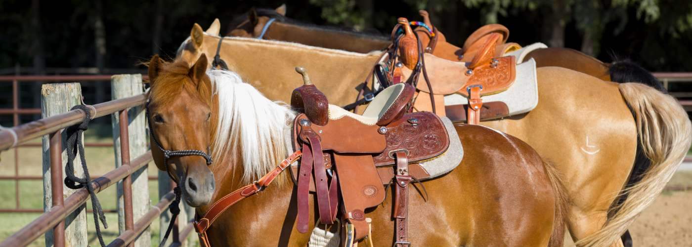 Marys Tack and Feed Store -Marys Tack and Feed Store banner types of western