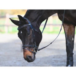 Jump'In Carat Bridle 15 Jump'In Carat Bridle -Marys Tack and Feed Store carat bridle black horse resting jump in 03006.1734633033