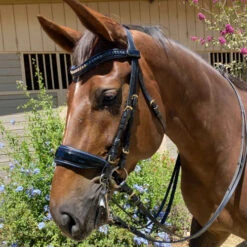 Halter Ego Charleston Double Bridle -Marys Tack and Feed Store charleston roll flat double bk.pt blue detail CHARLESTON halter ego 05677.1682643003