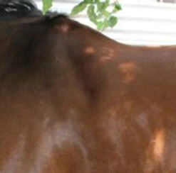 Circle Y Long Shoulder Bridge Pad 3/4" Or 1" 9 Circle Y Long Shoulder Bridge Pad 3/4" Or 1" -Marys Tack and Feed Store circle y long shoulder bridge pad 3 4 or 1 2 45853.1530647798