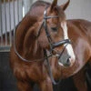 PÉNÉLOPE Pénélope Daily Snaffle Bridle 1 PÉNÉLOPE Pénélope Daily Snaffle Bridle -Marys Tack and Feed Store daily snaffle black side 301 602 218 penelope 89083.1688761034