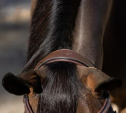 Halter Ego Deauville Anatomical Jumper Bridle -Marys Tack and Feed Store deauville jumper bridle crown halter ego 72644.1687998650