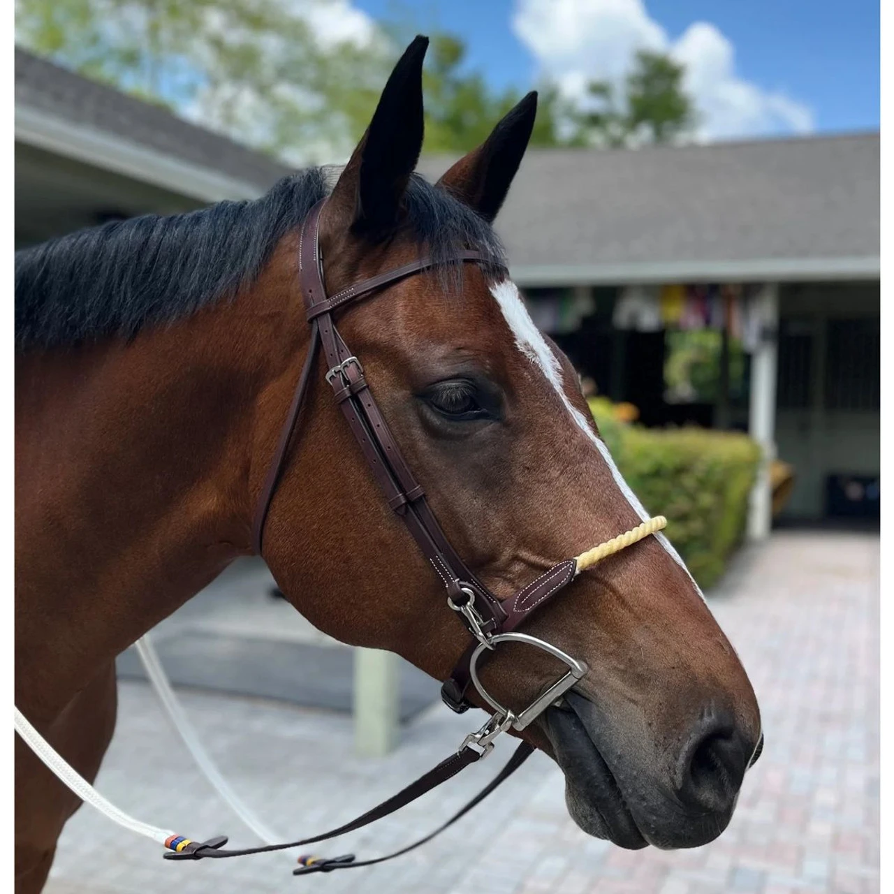 DziaSport Easy-Change Bridle 4 DziaSport Easy-Change Bridle - Image 2