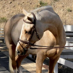 Halter Ego Halifax Hunter Bridle