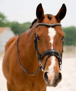 KL Select Impulsion Snaffle Bridle -Marys Tack and Feed Store impulsion snaffle black front 1 110302 KL select 20817.1713903927