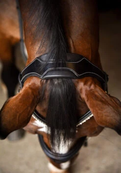 KL Select Impulsion Snaffle Bridle -Marys Tack and Feed Store impulsion snaffle crown 110302 KL select 60025.1713903927