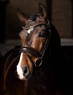LeMieux Kudos Patent Dressage Bridle -Marys Tack and Feed Store kudos dressage bridle brown horse IT03551 lemieux 57596.1721447136