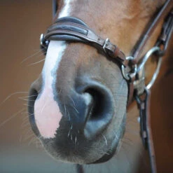 Kavalkade Levana Drop Noseband Bridle -Marys Tack and Feed Store levana drop noseband bridle nose kavalkade 19037 57468.1555698688