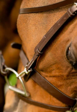 Black Oak Maple Training Bridle -Marys Tack and Feed Store maple training bridle brown cheek black oak 41409.1724513102