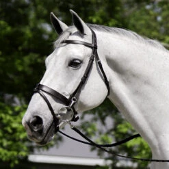 Black Oak Maple Training Bridle