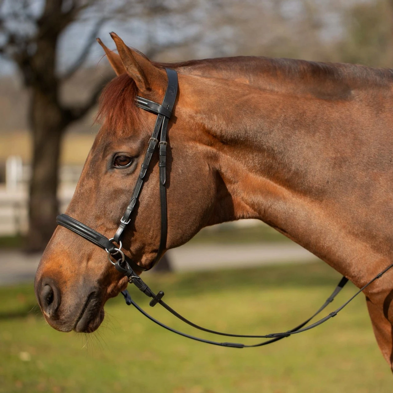 Equinavia Saga Bitless Bridle 3 Equinavia Saga Bitless Bridle