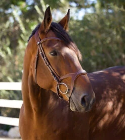 Halter Ego Triomphe Jumper Bridle 12 Halter Ego Triomphe Jumper Bridle -Marys Tack and Feed Store triomphe jumper bridle brown halter ego 22244.1690316778