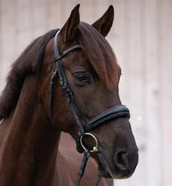 Kavalkade Victoria Snaffle Bridle -Marys Tack and Feed Store victoria snaffle bridle black no flash horse 19080 FULL kavalkade 49802.1733935291